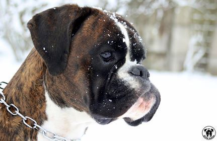 Du Faubourg d'Harlem - CACS - Paris Dog Show 06/01/2018